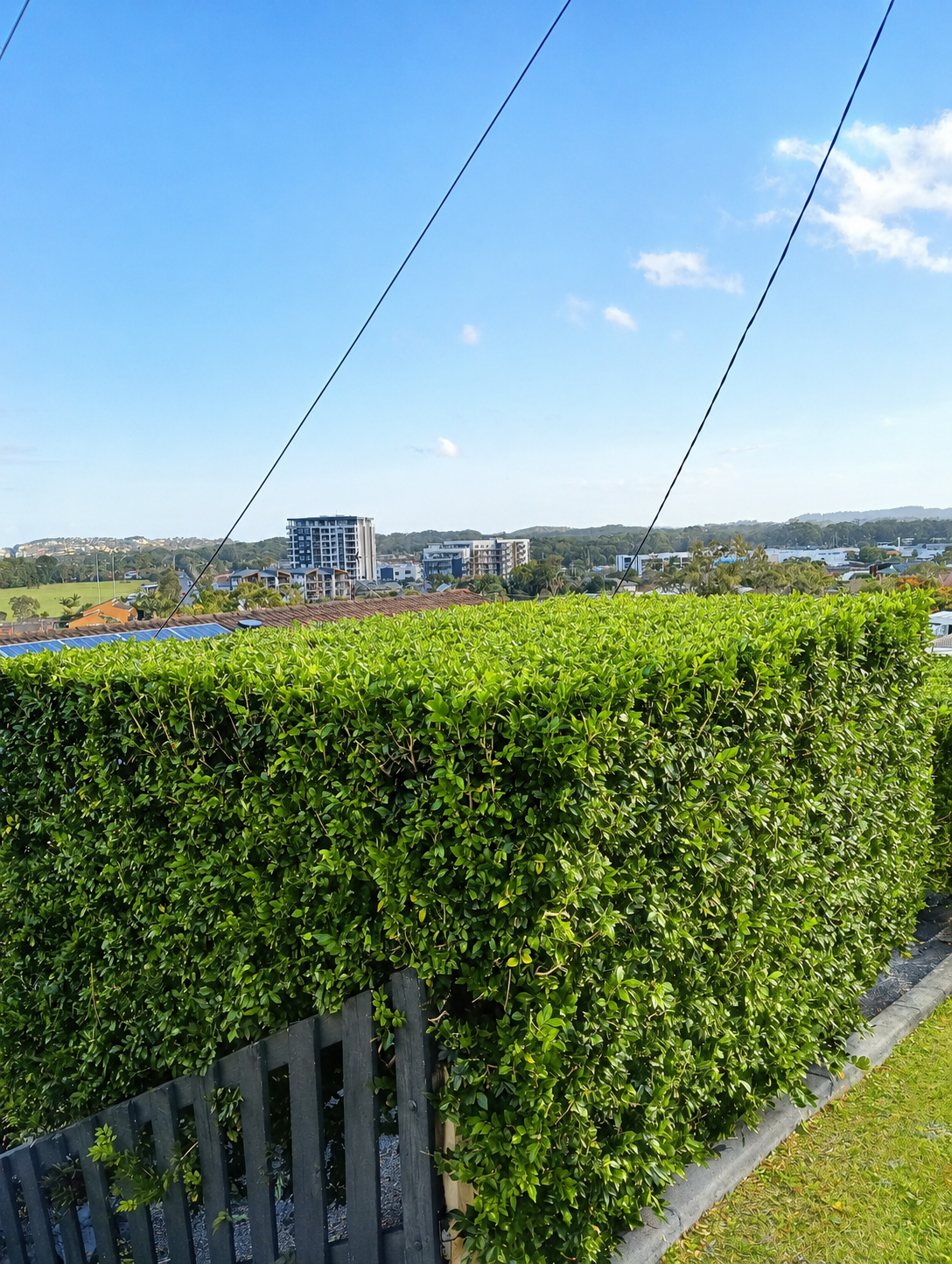 Hedge and tree trimming in Coffs harbour